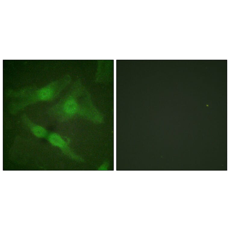 Immunofluorescence - Anti-PKC zeta (phospho Thr410) Antibody (A0023) - Antibodies.com
