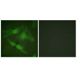 Immunofluorescence - Anti-PKC zeta (phospho Thr410) Antibody (A0023) - Antibodies.com