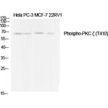 Western Blot - Anti-PKC zeta (phospho Thr410) Antibody (A0023) - Antibodies.com
