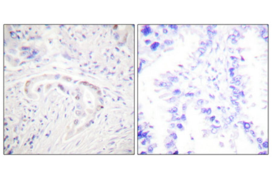 Immunohistochemistry - Anti-PKC zeta (phospho Thr410) Antibody (A0023) - Antibodies.com