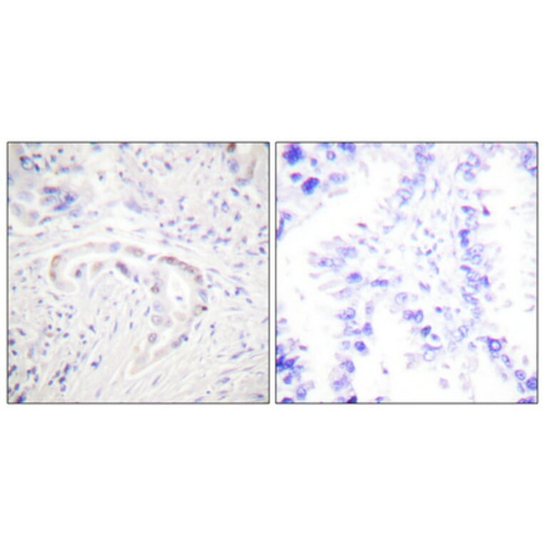 Immunohistochemistry - Anti-PKC zeta (phospho Thr410) Antibody (A0023) - Antibodies.com