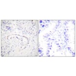 Immunohistochemistry - Anti-PKC zeta (phospho Thr410) Antibody (A0023) - Antibodies.com