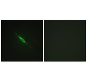Immunofluorescence - Anti-PKC delta (phospho Tyr52) Antibody (A0801) - Antibodies.com