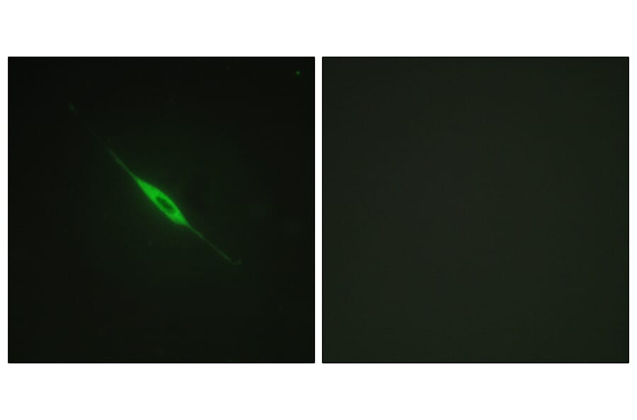 Immunofluorescence - Anti-PKC delta (phospho Tyr52) Antibody (A0801) - Antibodies.com