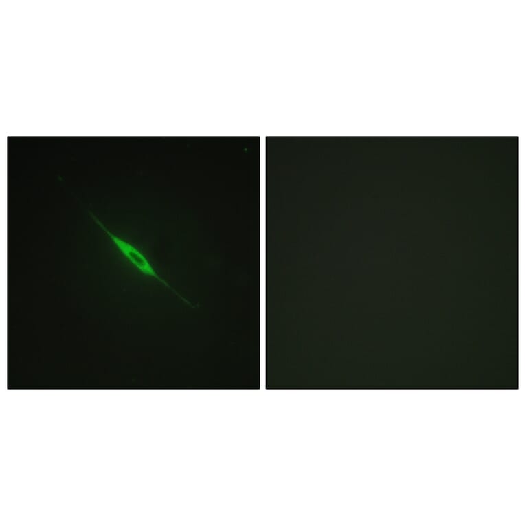 Immunofluorescence - Anti-PKC delta (phospho Tyr52) Antibody (A0801) - Antibodies.com