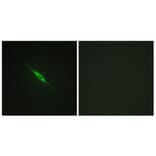Immunofluorescence - Anti-PKC delta (phospho Tyr52) Antibody (A0801) - Antibodies.com