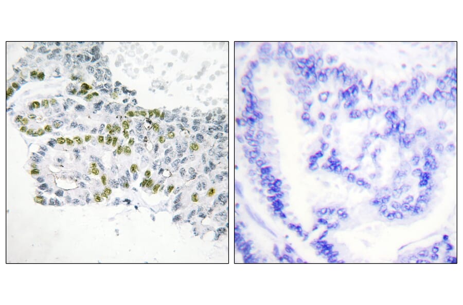 Immunohistochemistry - Anti-PKC delta (phospho Tyr52) Antibody (A0801) - Antibodies.com