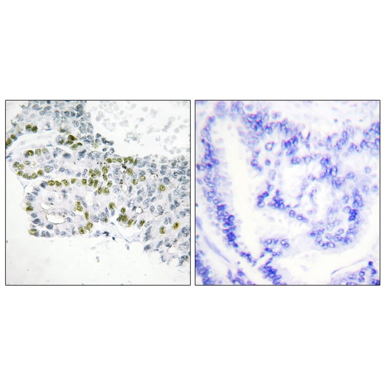 Immunohistochemistry - Anti-PKC delta (phospho Tyr52) Antibody (A0801) - Antibodies.com