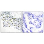 Immunohistochemistry - Anti-PKC delta (phospho Tyr52) Antibody (A0801) - Antibodies.com