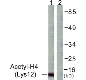 Western Blot - Anti-Histone H4 (acetyl Lys12) Antibody (D0013) - Antibodies.com