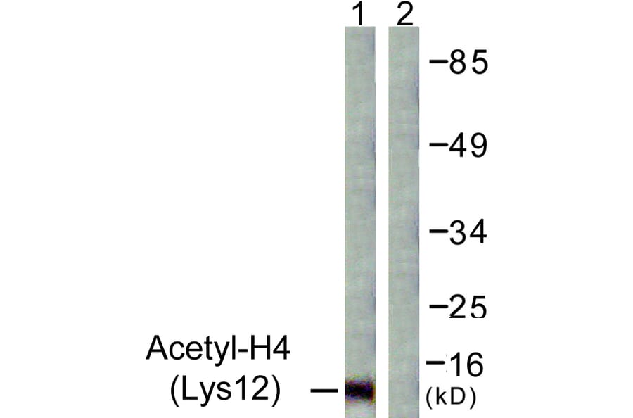 Western Blot - Anti-Histone H4 (acetyl Lys12) Antibody (D0013) - Antibodies.com