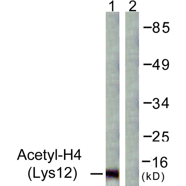 Western Blot - Anti-Histone H4 (acetyl Lys12) Antibody (D0013) - Antibodies.com