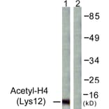 Western Blot - Anti-Histone H4 (acetyl Lys12) Antibody (D0013) - Antibodies.com