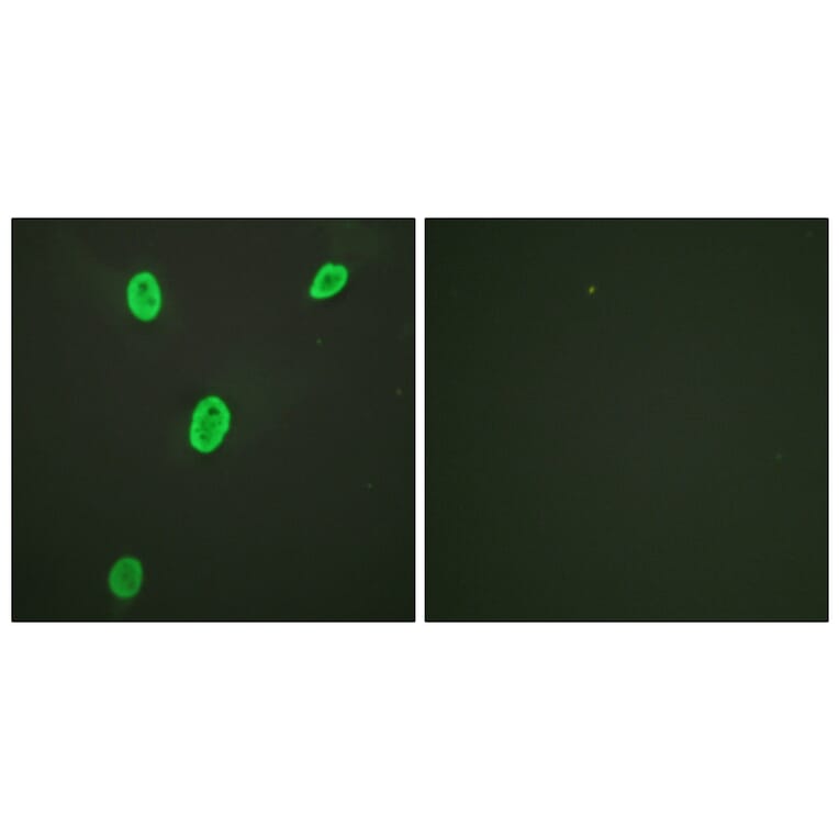 Immunofluorescence - Anti-Histone H4 (acetyl Lys12) Antibody (D0013) - Antibodies.com