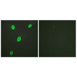 Immunofluorescence - Anti-Histone H4 (acetyl Lys12) Antibody (D0013) - Antibodies.com