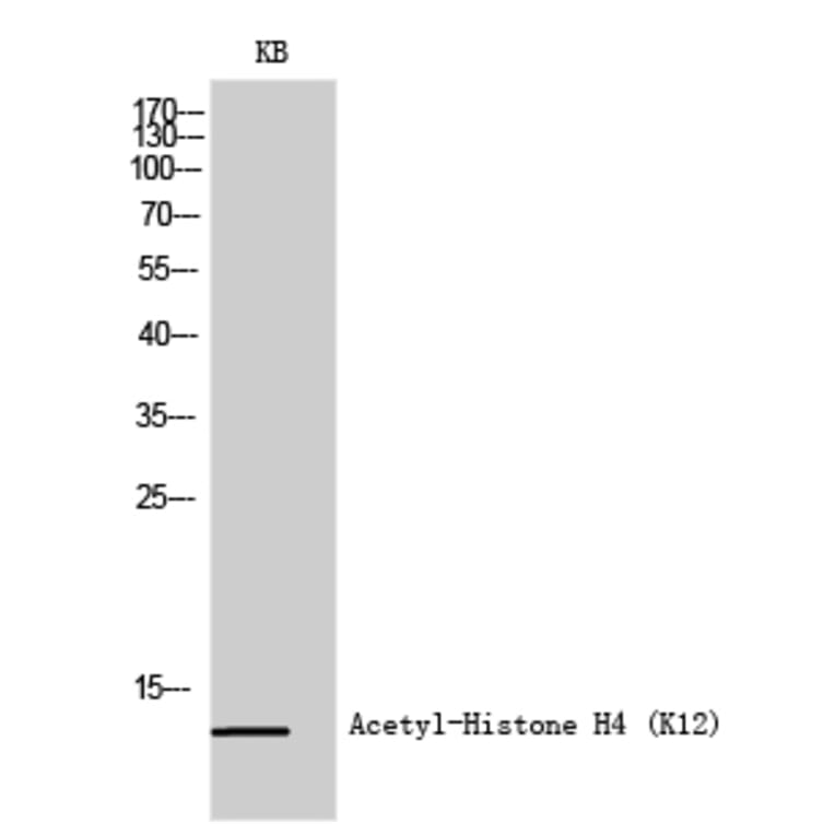 Western Blot - Anti-Histone H4 (acetyl Lys12) Antibody (D0013) - Antibodies.com