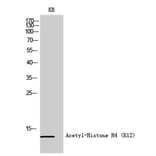 Western Blot - Anti-Histone H4 (acetyl Lys12) Antibody (D0013) - Antibodies.com