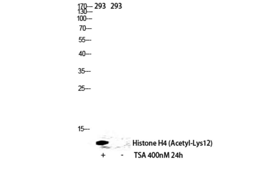 Western Blot - Anti-Histone H4 (acetyl Lys12) Antibody (D0013) - Antibodies.com