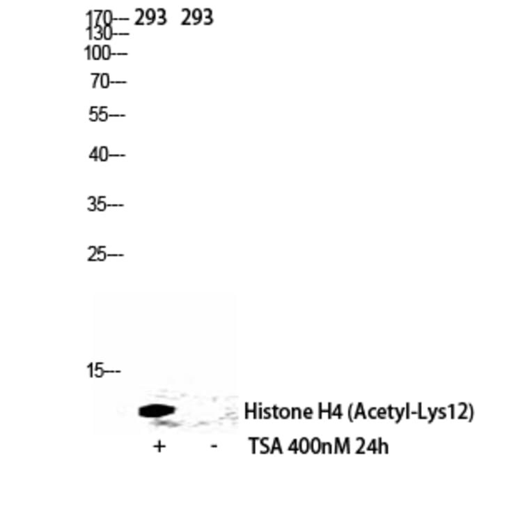 Western Blot - Anti-Histone H4 (acetyl Lys12) Antibody (D0013) - Antibodies.com