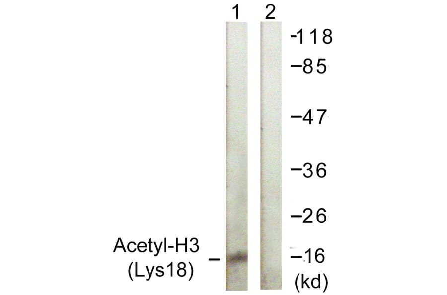 Western Blot - Anti-Histone H3 (acetyl Lys18) Antibody (D0008) - Antibodies.com