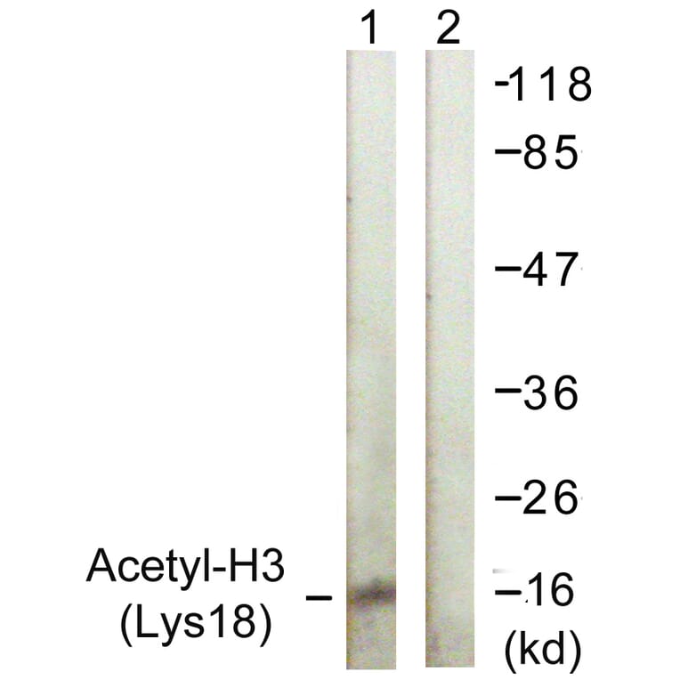Western Blot - Anti-Histone H3 (acetyl Lys18) Antibody (D0008) - Antibodies.com