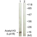 Western Blot - Anti-Histone H3 (acetyl Lys18) Antibody (D0008) - Antibodies.com