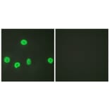 Immunofluorescence - Anti-Histone H3 (acetyl Lys18) Antibody (D0008) - Antibodies.com