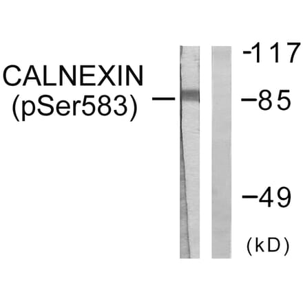 Western Blot - Anti-Calnexin (phospho Ser583) Antibody (A0463) - Antibodies.com