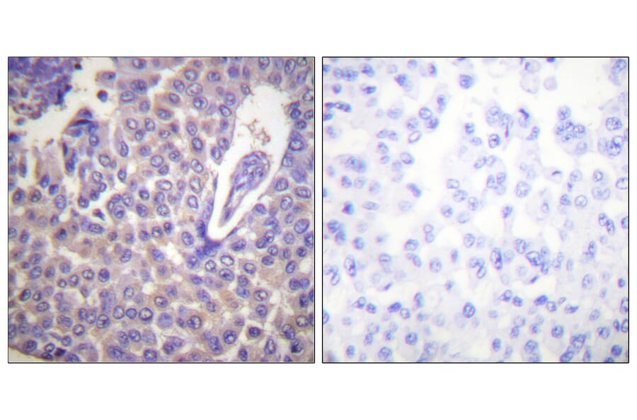 Immunohistochemistry - Anti-Calnexin (phospho Ser583) Antibody (A0463) - Antibodies.com