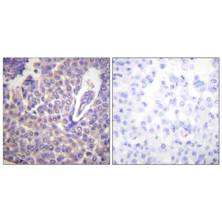 Immunohistochemistry - Anti-Calnexin (phospho Ser583) Antibody (A0463) - Antibodies.com