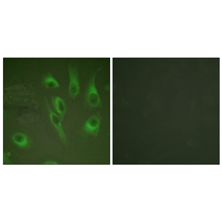Immunofluorescence - Anti-Calnexin (phospho Ser583) Antibody (A0463) - Antibodies.com