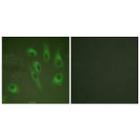 Immunofluorescence - Anti-Calnexin (phospho Ser583) Antibody (A0463) - Antibodies.com