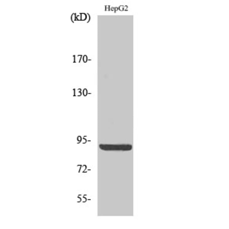 Western Blot - Anti-Calnexin (phospho Ser583) Antibody (A0463) - Antibodies.com