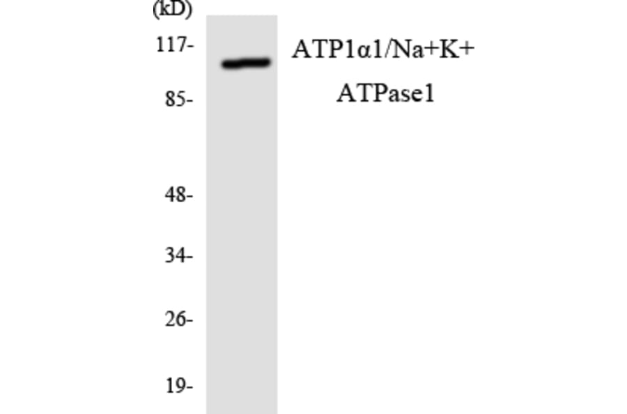 Western Blot - Anti-alpha 1 Sodium Potassium ATPase Antibody (R12-2515) - Antibodies.com