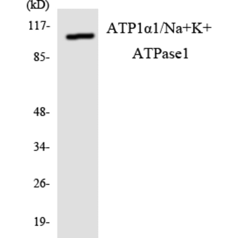 Western Blot - Anti-alpha 1 Sodium Potassium ATPase Antibody (R12-2515) - Antibodies.com