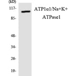 Western Blot - Anti-alpha 1 Sodium Potassium ATPase Antibody (R12-2515) - Antibodies.com