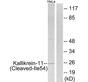 Western Blot - Anti-Kallikrein-11 (cleaved Ile54) Antibody (L0303) - Antibodies.com