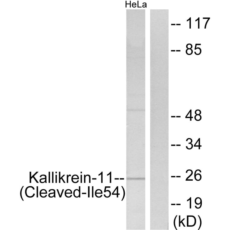 Western Blot - Anti-Kallikrein-11 (cleaved Ile54) Antibody (L0303) - Antibodies.com