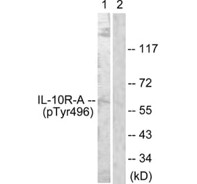 Western Blot - Anti-IL-10R alpha (phospho Tyr496) Antibody (A1056) - Antibodies.com