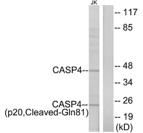Western Blot - Anti-Caspase 4 (p20,cleaved Gln81) Antibody (L0156) - Antibodies.com