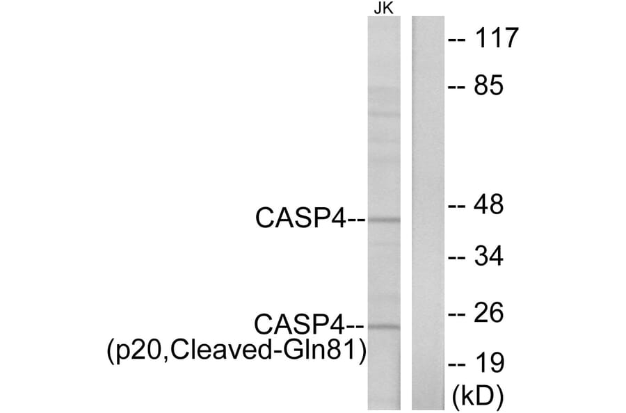 Western Blot - Anti-Caspase 4 (p20,cleaved Gln81) Antibody (L0156) - Antibodies.com