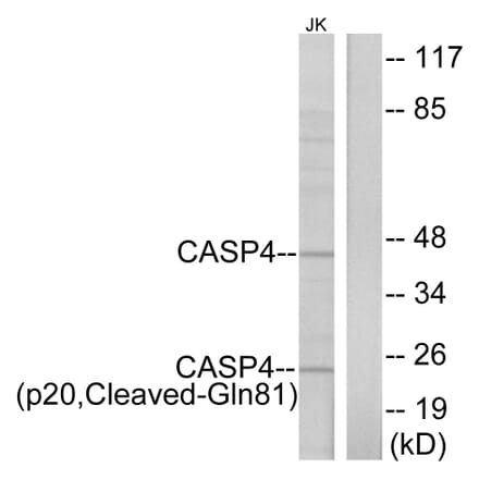 Western Blot - Anti-Caspase 4 (p20,cleaved Gln81) Antibody (L0156) - Antibodies.com