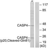 Western Blot - Anti-Caspase 4 (p20,cleaved Gln81) Antibody (L0156) - Antibodies.com