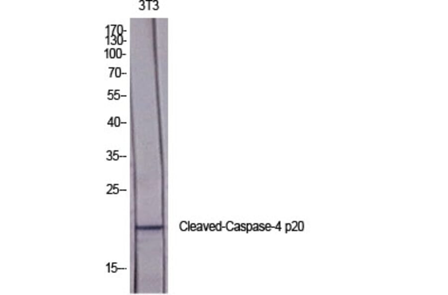 Western Blot - Anti-Caspase 4 (p20,cleaved Gln81) Antibody (L0156) - Antibodies.com