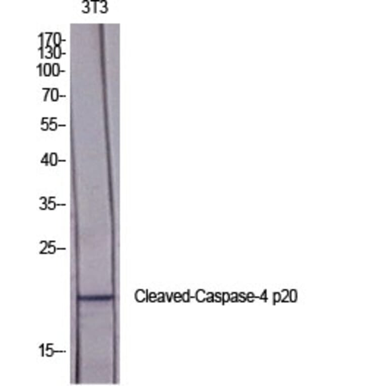 Western Blot - Anti-Caspase 4 (p20,cleaved Gln81) Antibody (L0156) - Antibodies.com