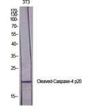 Western Blot - Anti-Caspase 4 (p20,cleaved Gln81) Antibody (L0156) - Antibodies.com