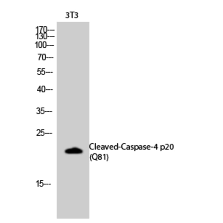 Western Blot - Anti-Caspase 4 (p20,cleaved Gln81) Antibody (L0156) - Antibodies.com