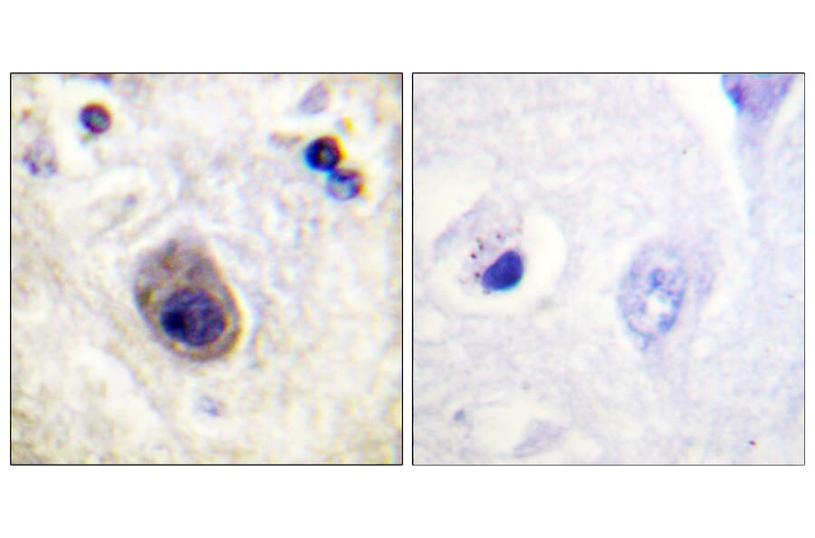 Immunohistochemistry - Anti-Connexin 43 (phospho Ser261) Antibody (A0874) - Antibodies.com