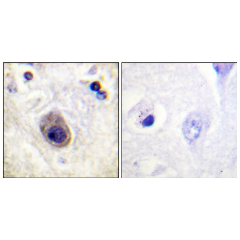 Immunohistochemistry - Anti-Connexin 43 (phospho Ser261) Antibody (A0874) - Antibodies.com