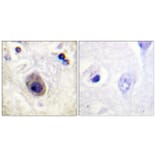 Immunohistochemistry - Anti-Connexin 43 (phospho Ser261) Antibody (A0874) - Antibodies.com